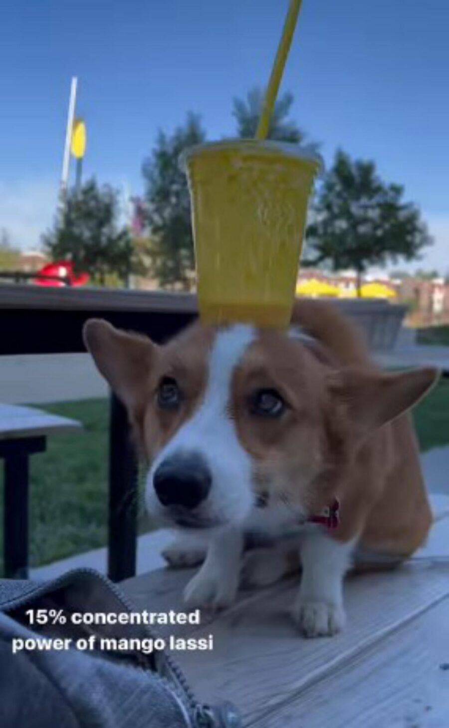 corgi equilibrista