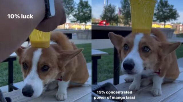 Il cagnolino Welsh Corgi Pembroke si diverte a fare l’equilibrista (VIDEO)