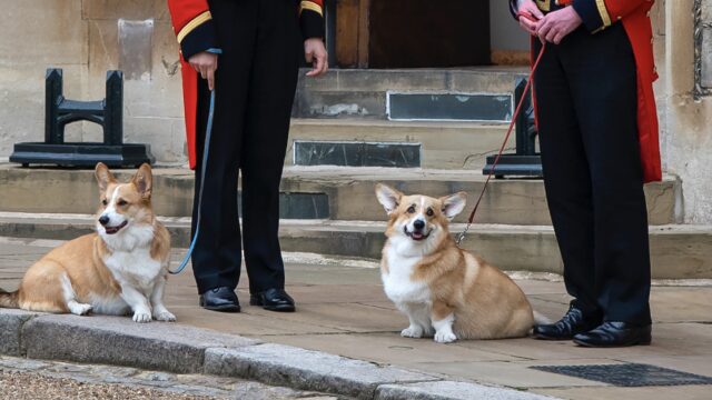 I Corgi della Regina Elisabetta II salutano il feretro della sovrana durante il corteo funebre