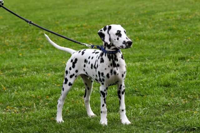 5 cose utili per andare a spasso con il Dalmata, per divertirsi in sicurezza