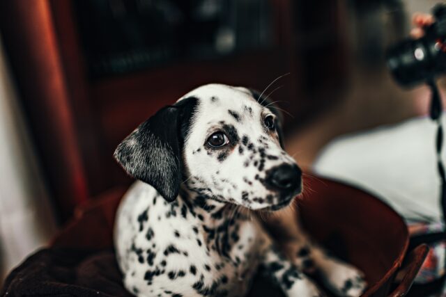 5 cucce per il cane Dalmata, il miglior riposo per Fido