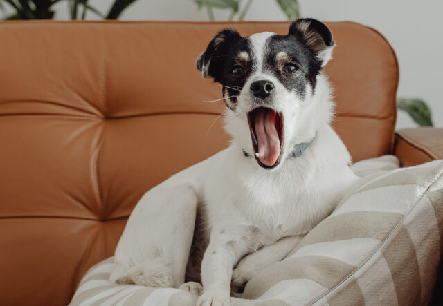 5 cucce per il Jack Russell, per vederlo riposare sereno