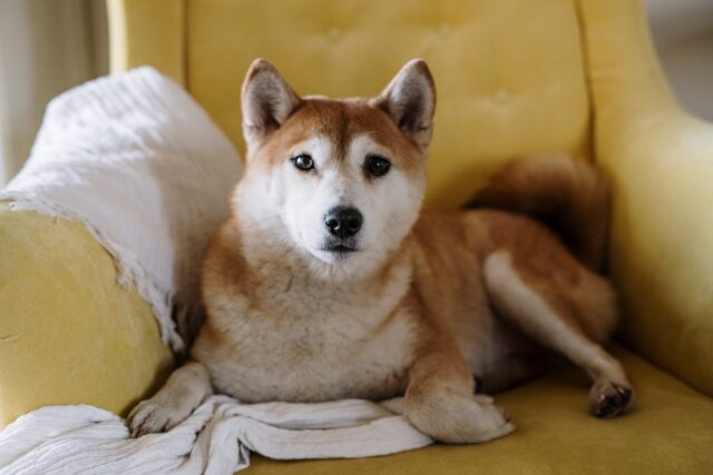 5 cucce per lo Shiba Inu, le migliori per un sonno ristoratore