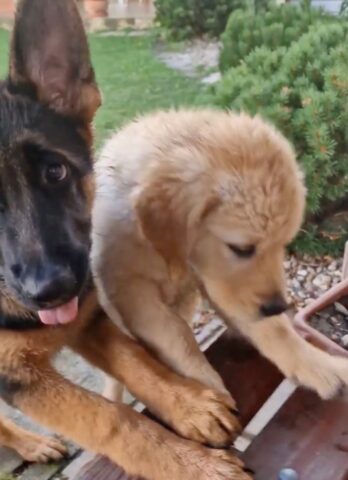 Due cuccioli Golden Retriever e Pastore Tedesco uniti come fratelli (VIDEO)
