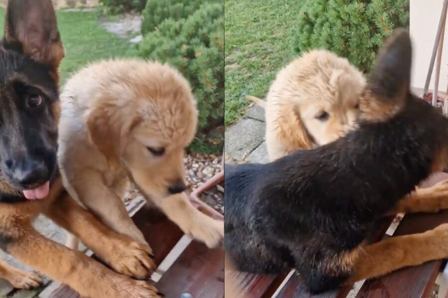 cuccioli uniti come fratelli