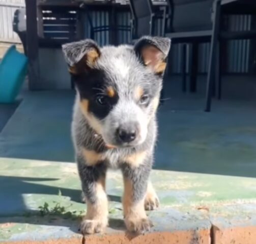 Sorprendente cucciolo Australian Cattle Dog: in 9 settimane ha imparato tante cose! (VIDEO)