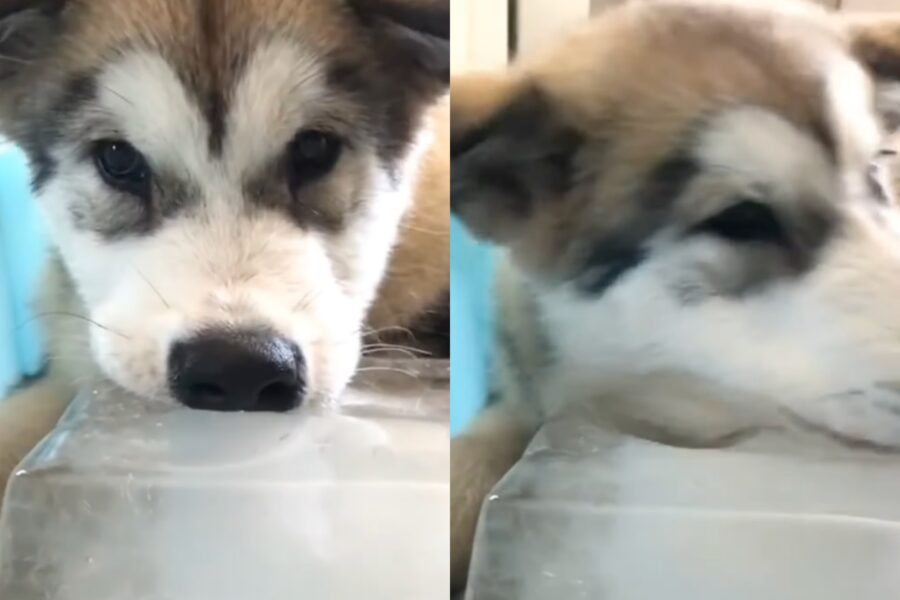 cucciolo di razza Alaskan Malamute