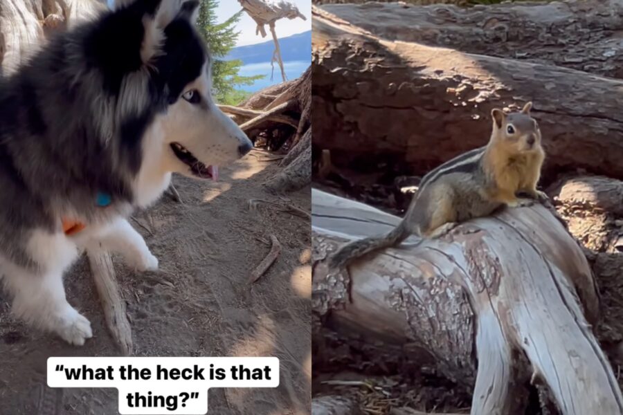 cucciolo incontra uno scoiattolo