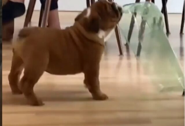 Il cagnolino mostra a tutti quanto può essere minaccioso in un video che colpisce il web (VIDEO)