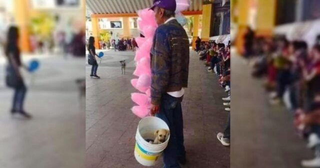 Cane nel secchio mentre l'uomo vende lo zucchero filato in strada