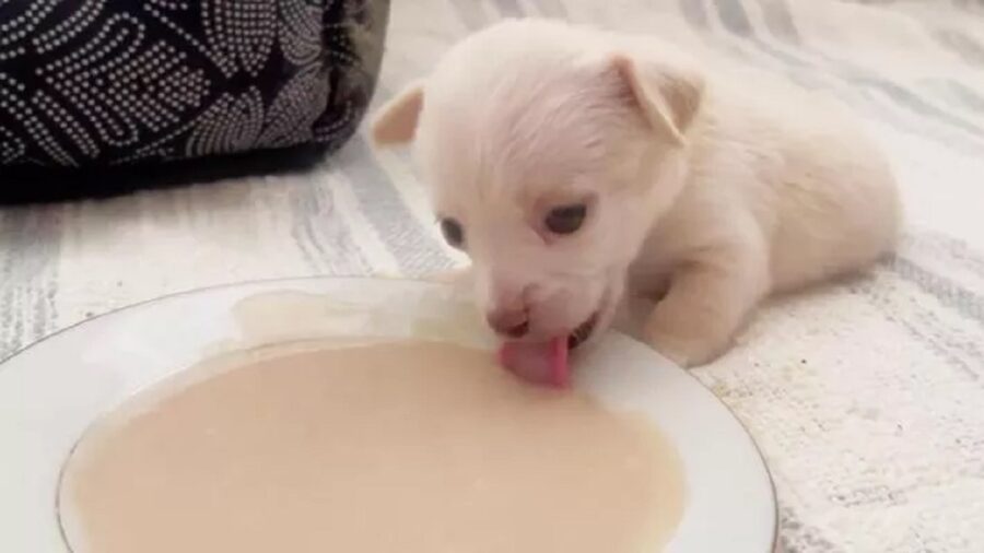 Cucciolo senza una zampa dalla nascita abbandonato dalla madre