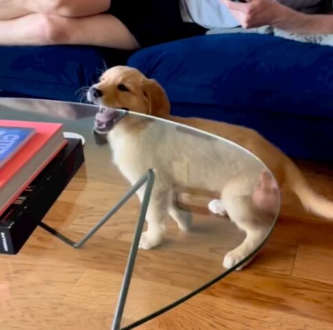 Luca, il cucciolo Golden Retriever gioca in modo molto buffo con… un tavolino! (VIDEO)