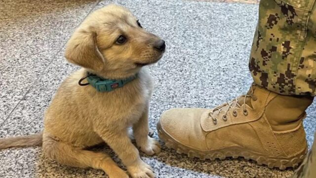 Cucciolo randagio alla base navale trova l’eroe di cui aveva bisogno
