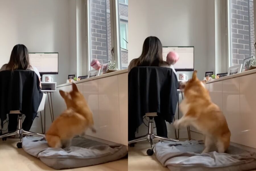 dash il corgi tira la pallina