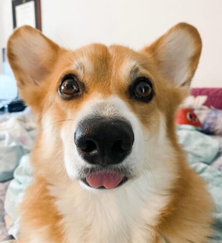 Dash il Corgi gioca con la pallina in modo un po’ “invadente” (VIDEO)