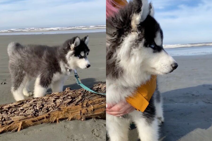 cucciolo in spiaggia