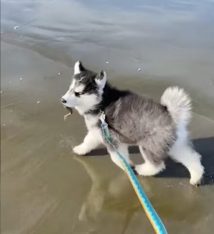 cucciolo cammina sulla sabbia