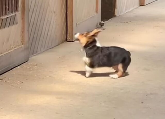 Il dolce cagnolino ed il cavallo: un’amicizia inaspettata (VIDEO)