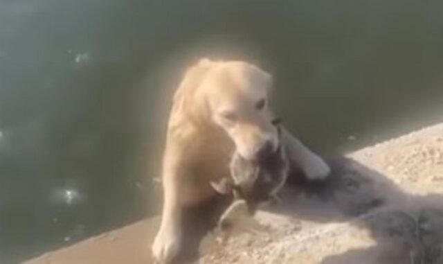 La dolce cagnolona crede di aver fatto un gesto eroico salvando un’anatra dal lago (VIDEO)