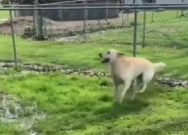 Il dolce cagnolone impazzisce quando trova una pozzanghera in giardino (VIDEO)