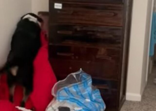 Il dolce cagnolone non riesce a capire dove si trova il suo padrone perché si è nascosto (VIDEO)