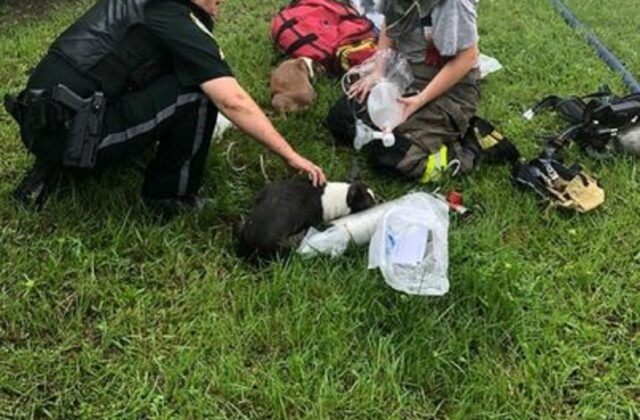 Fattorino salva 3 cuccioli intrappolati in casa durante un incendio in Florida