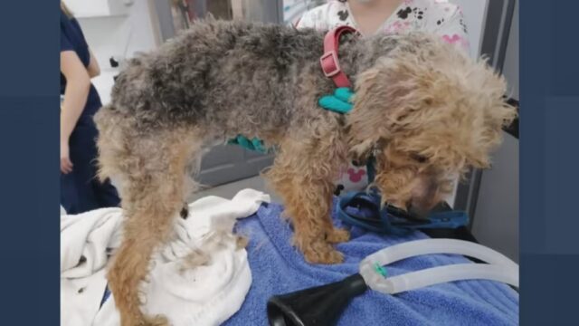 Cane sbalzato da un veicolo a 50 miglia orarie trova la sua casa per sempre