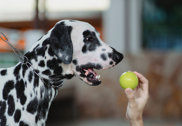 5 giocattoli per il cane Dalmata, perché il divertimento fa bene alla salute