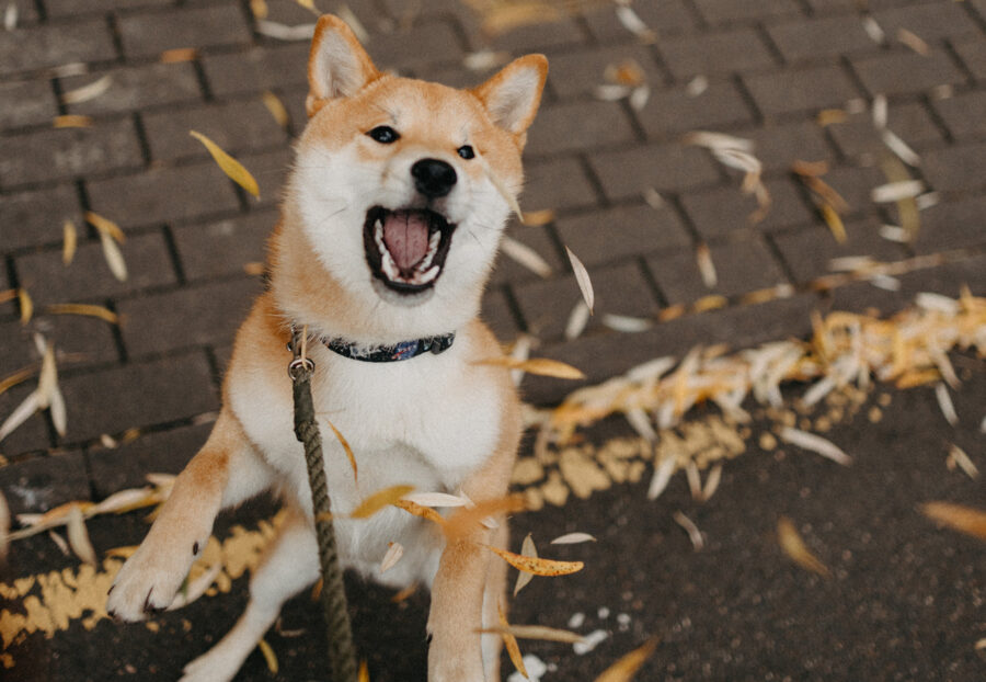 5 giochi per far divertire lo Shiba Inu, quelli che non lascerà mai più