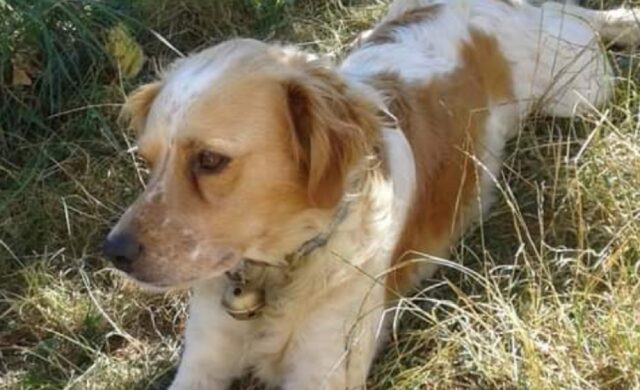 Giutte, un anno dalla scomparsa di Ax, i proprietari del cane Breton non hanno perso la speranza