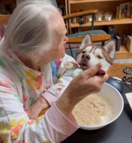 un husky con sua nonna