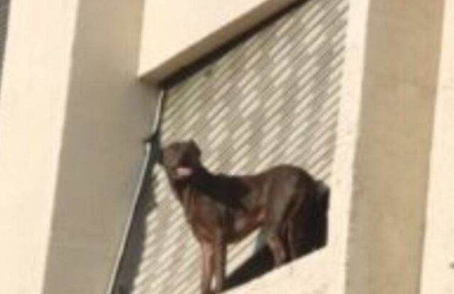 Cane sul davanzale rischia di cadere giù: come il corriere salva Lucy arrampicandosi