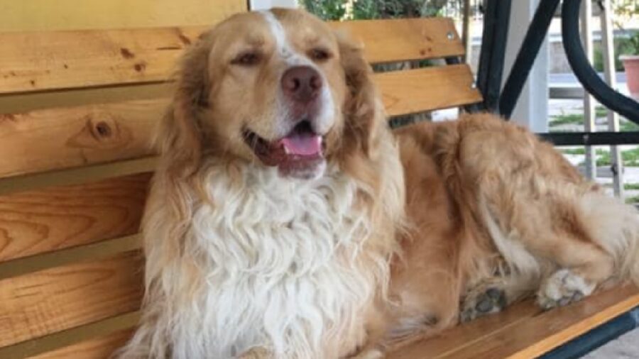 cane leo pelo bianco sotto collo