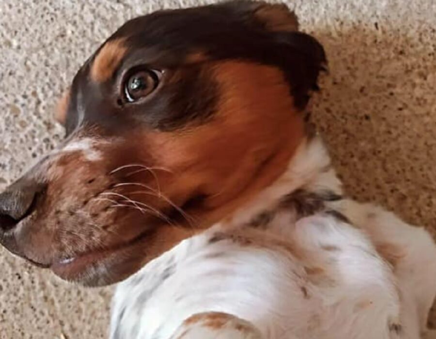 cagnolina pelo marrone sul volto