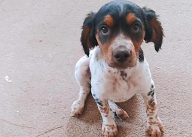 Marino, aiutiamo Dea a tornare a casa, smarrita la cucciola simil Breton di 4 mesi