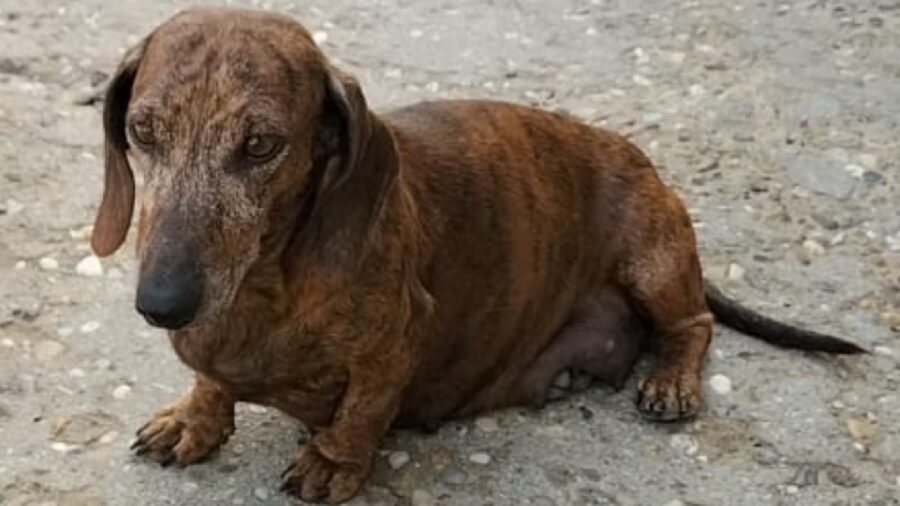 cagnolina diamante impostata