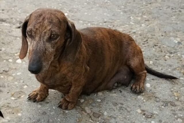 Marrubiu, Diamante non c’è più e nessuno sa dire che fine abbia fatto, si cerca una cagnolina Bassotto tigrata