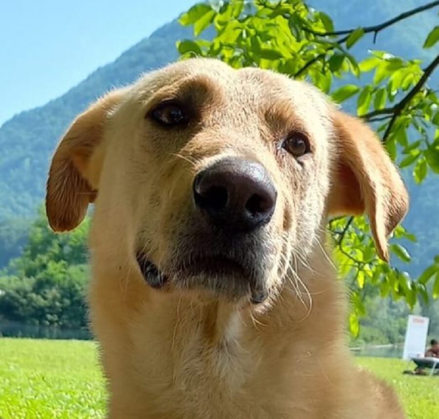 cagnolino tony all'aria aperta