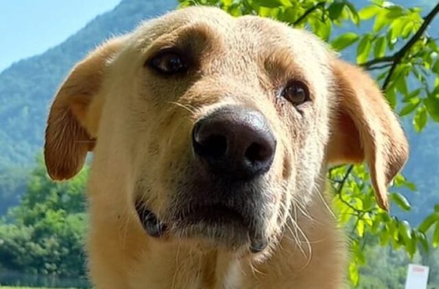 Mellame, Tony viene smarrito, non si trova da giorni questo cane simil Labrador dal pelo color crema