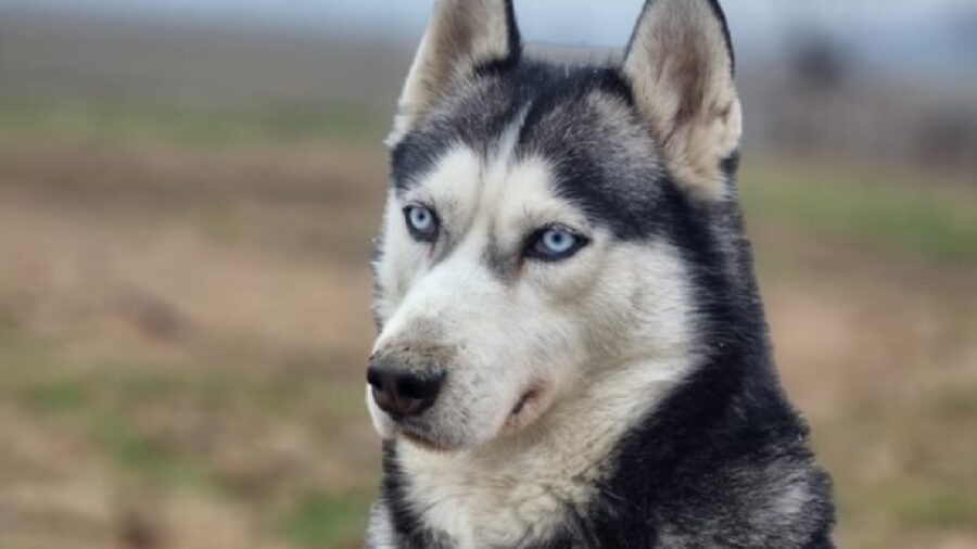 cane husky pelo bianco, beige, grigio scuro