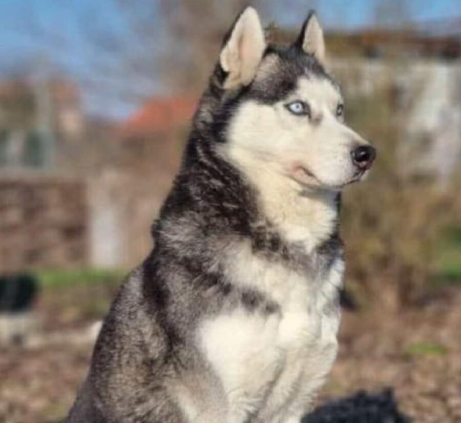 cane seduto al parco