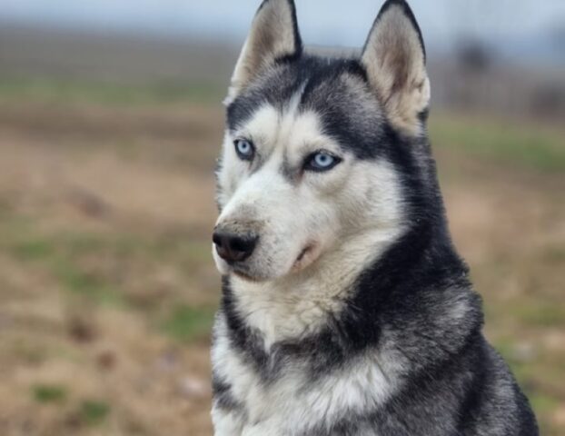 cane siberian husky 7 anni smarrito