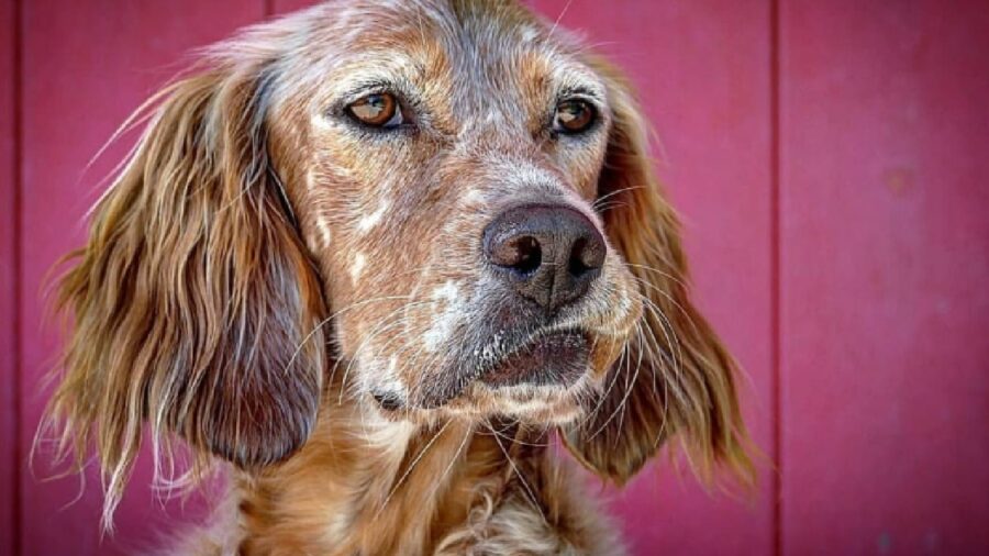 cagnolina nabi sfondo rosa