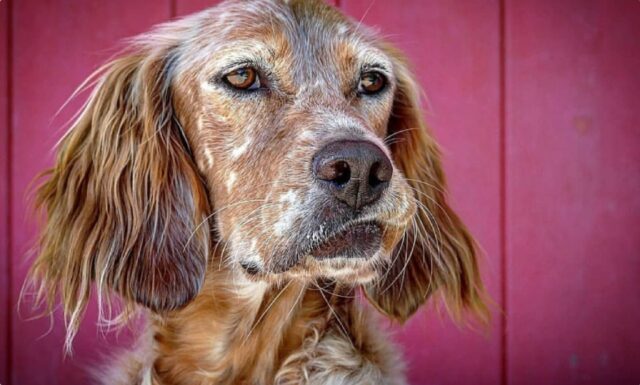 Mondragone, segnalato l’improvviso smarrimento di Nabi, una cagnolina Setter di circa 3 anni