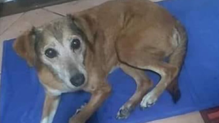 cagnolina su coperta azzurra