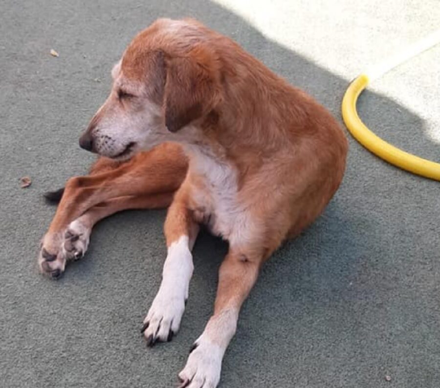 cagnolina pelo color fulvo