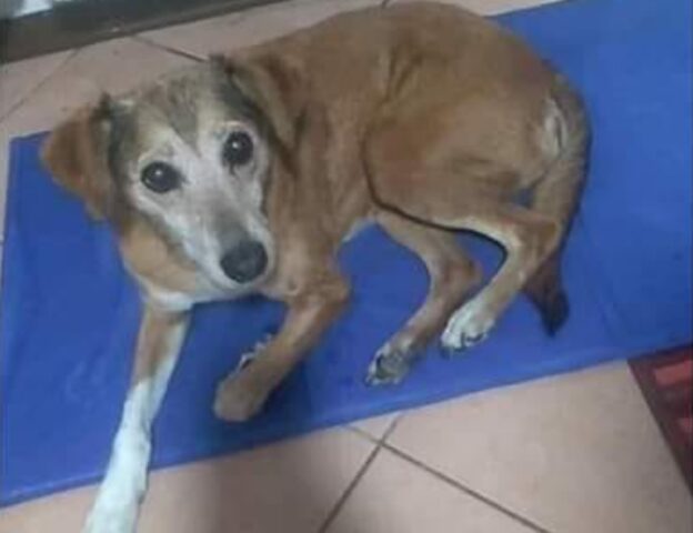 Mosciano Stazione, meticcia di 15 anni viene smarrita, si cerca una cagnolina di nome Prisquì