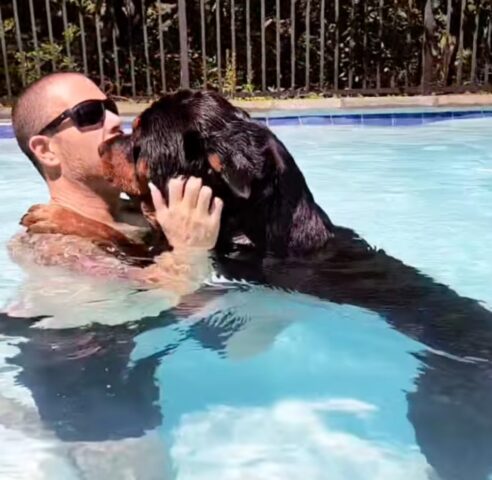 Negan il Rottweiler fa il bagno in piscina più romantico di sempre (VIDEO)