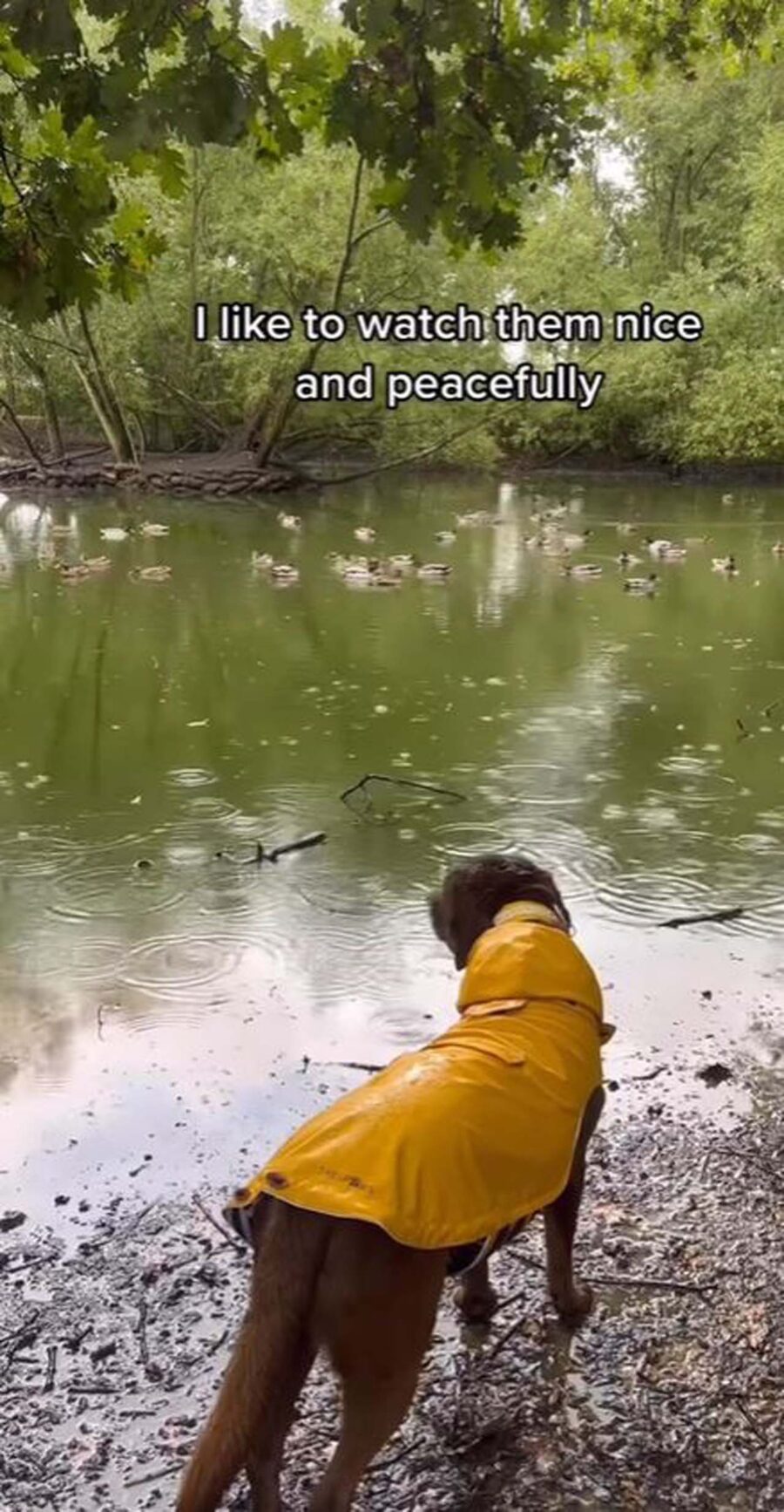 cane sotto la pioggia