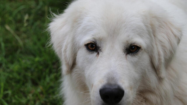 Cane azzanna bambino di 3 anni alla testa, paura in una casa di Durlo di Crespadoro